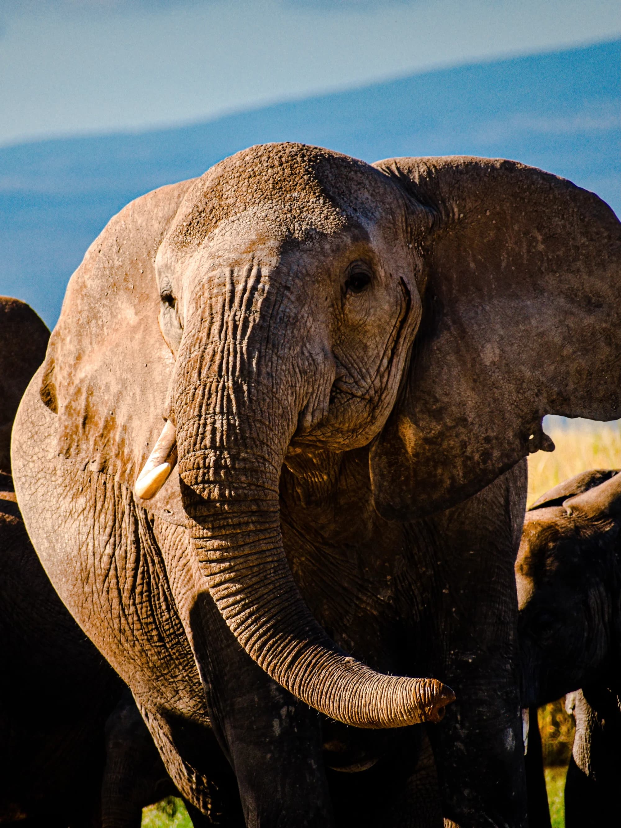 Elephant