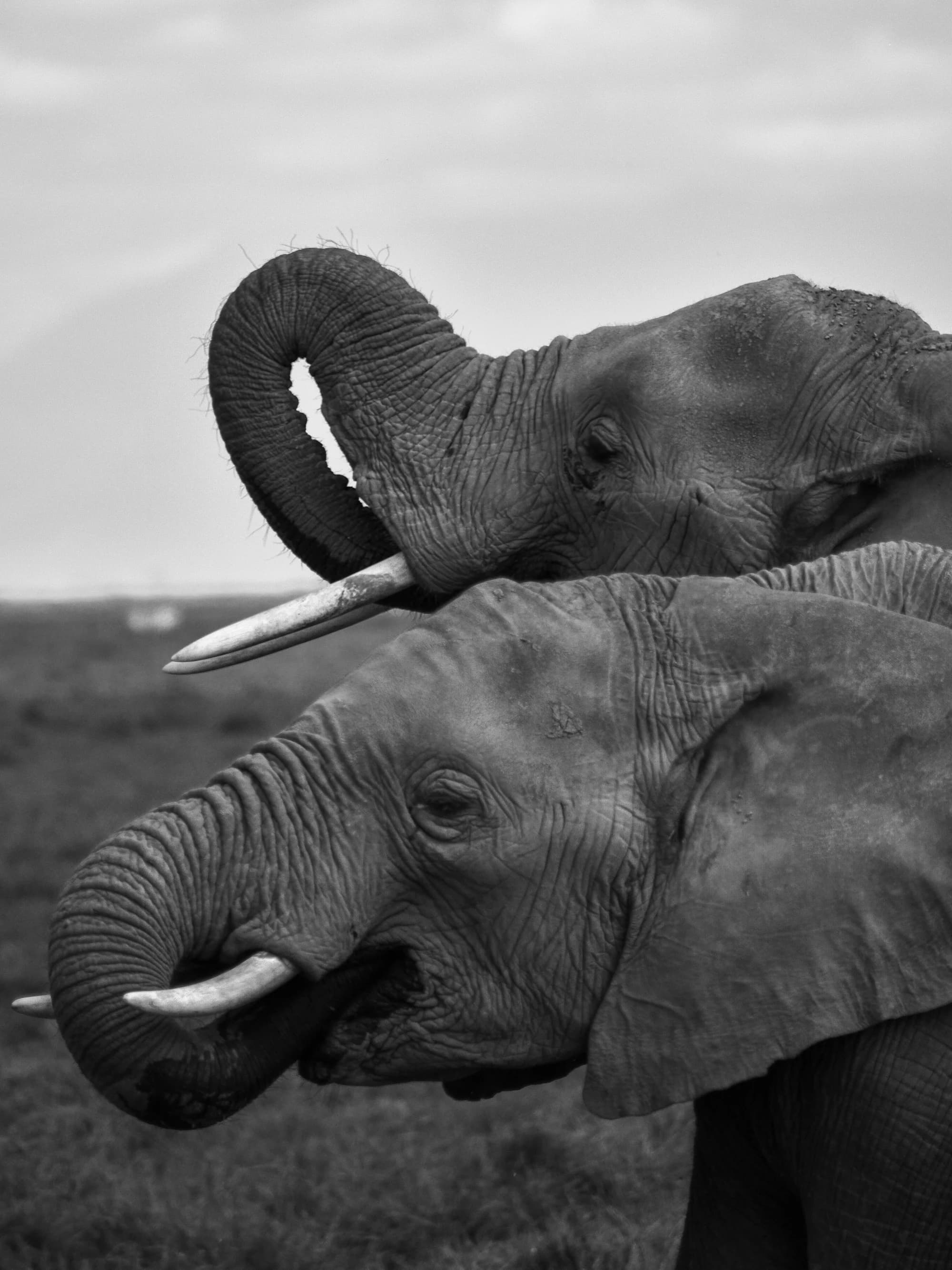 Elephants Quenching Their Thirst