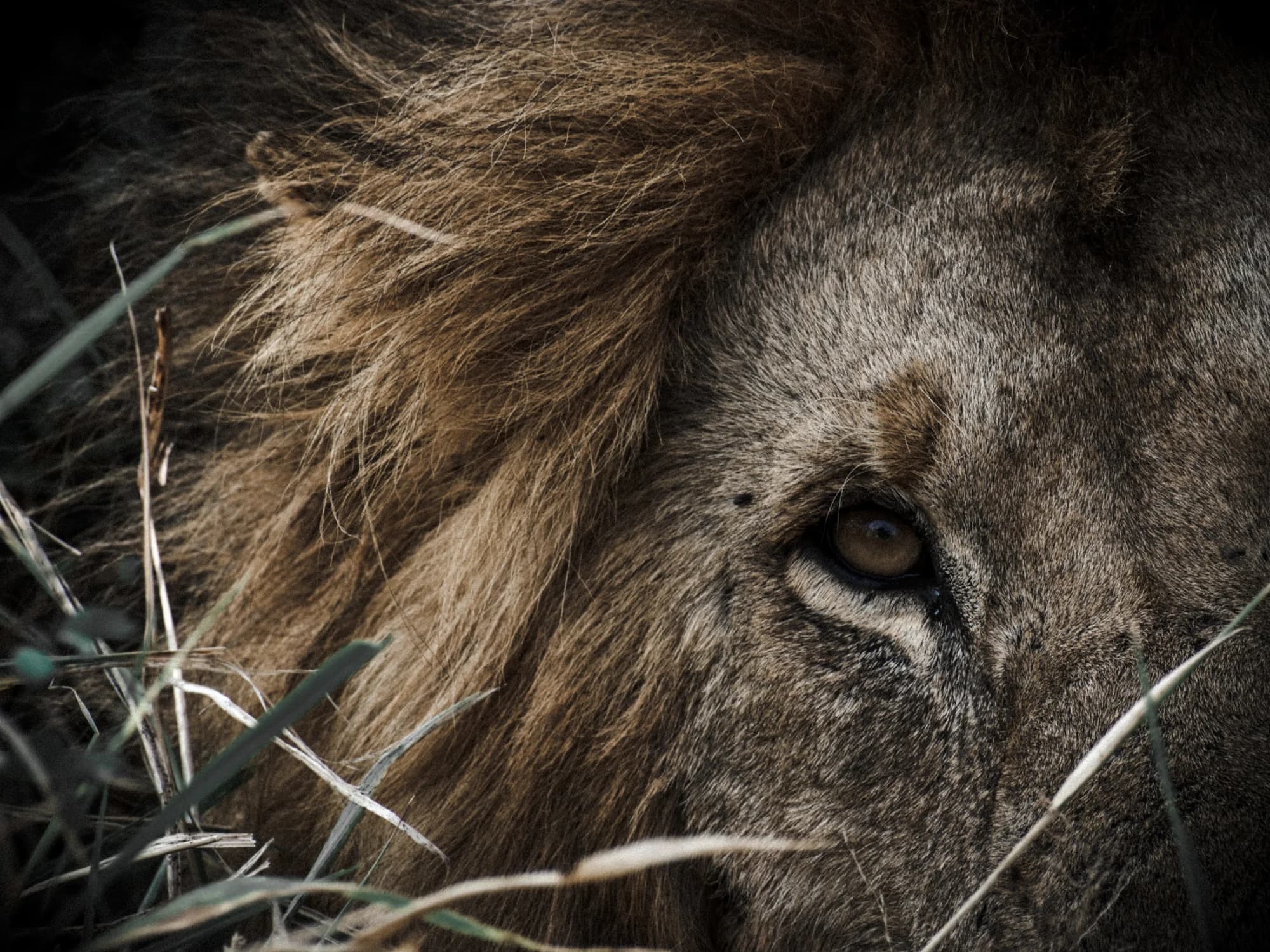 Eye Of The Lion