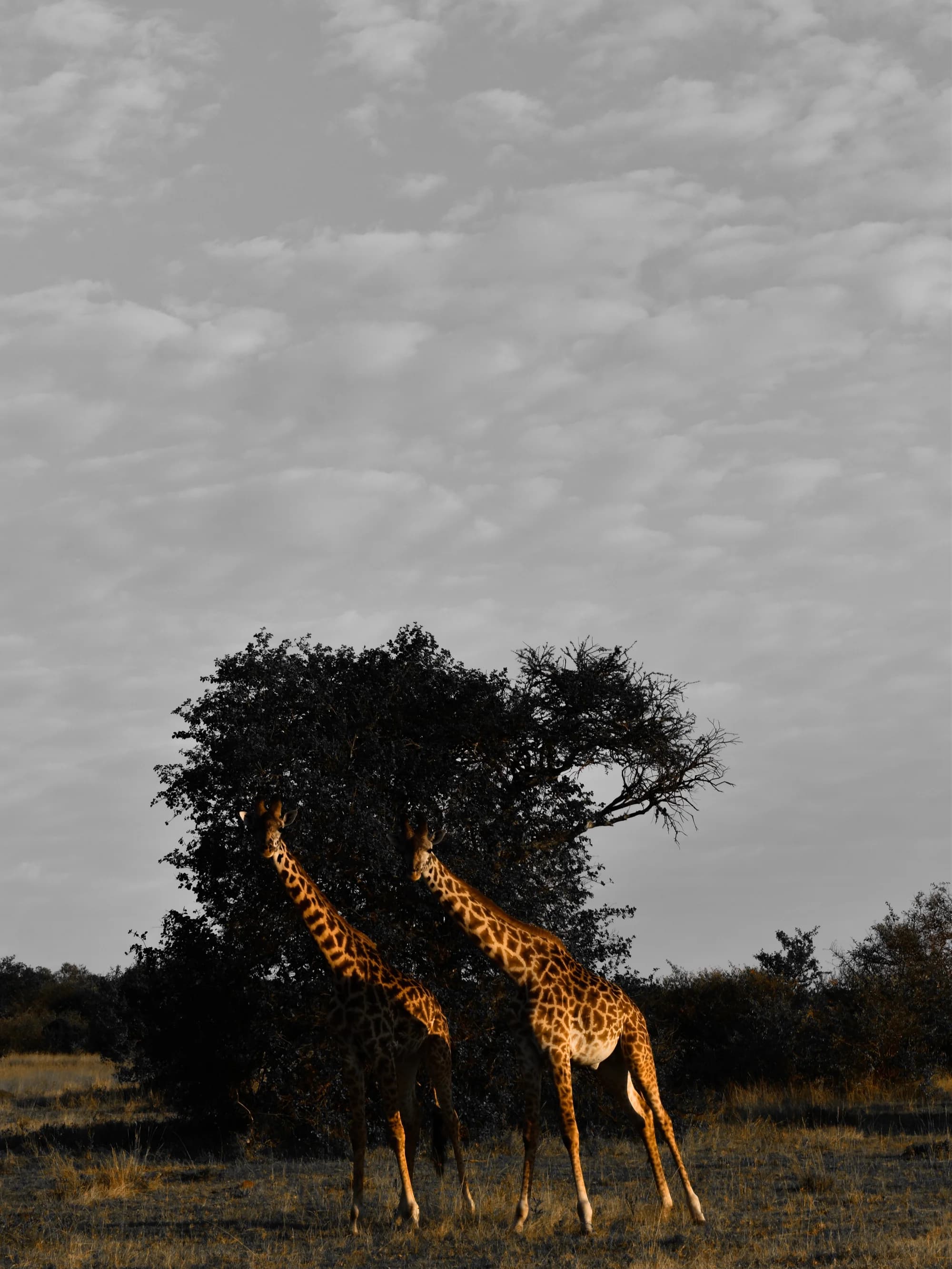 Giraffe 1