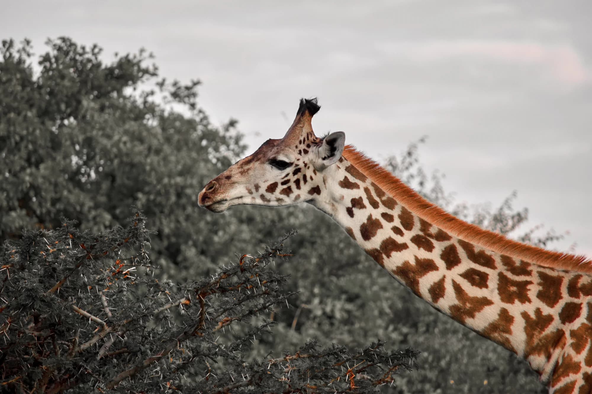 Giraffe 2