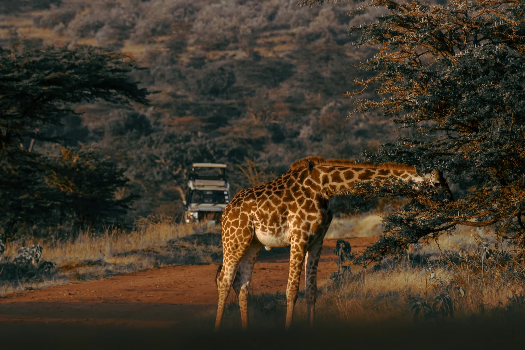 Giraffe 3