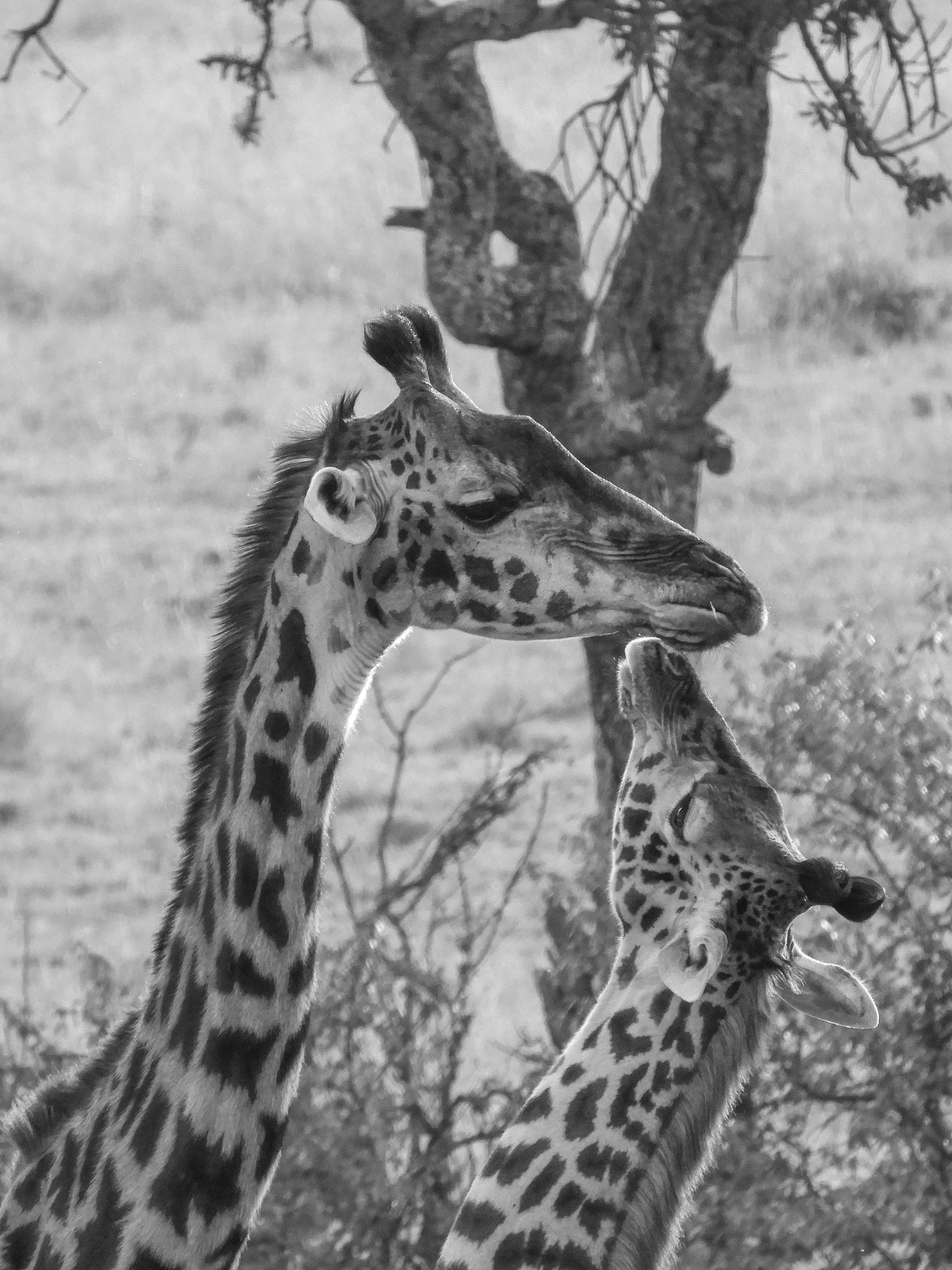 Giraffe 4