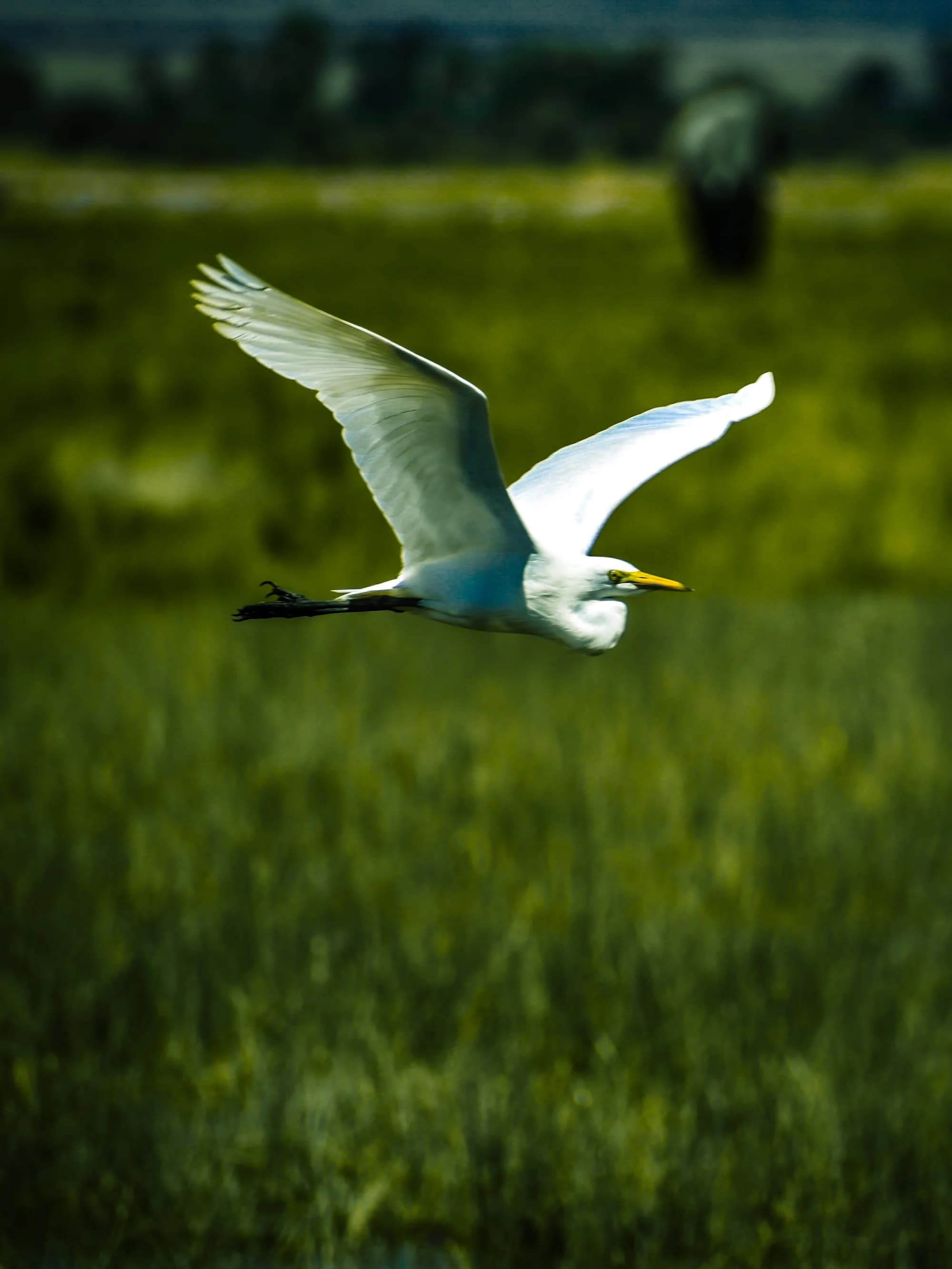 Great Egret 1