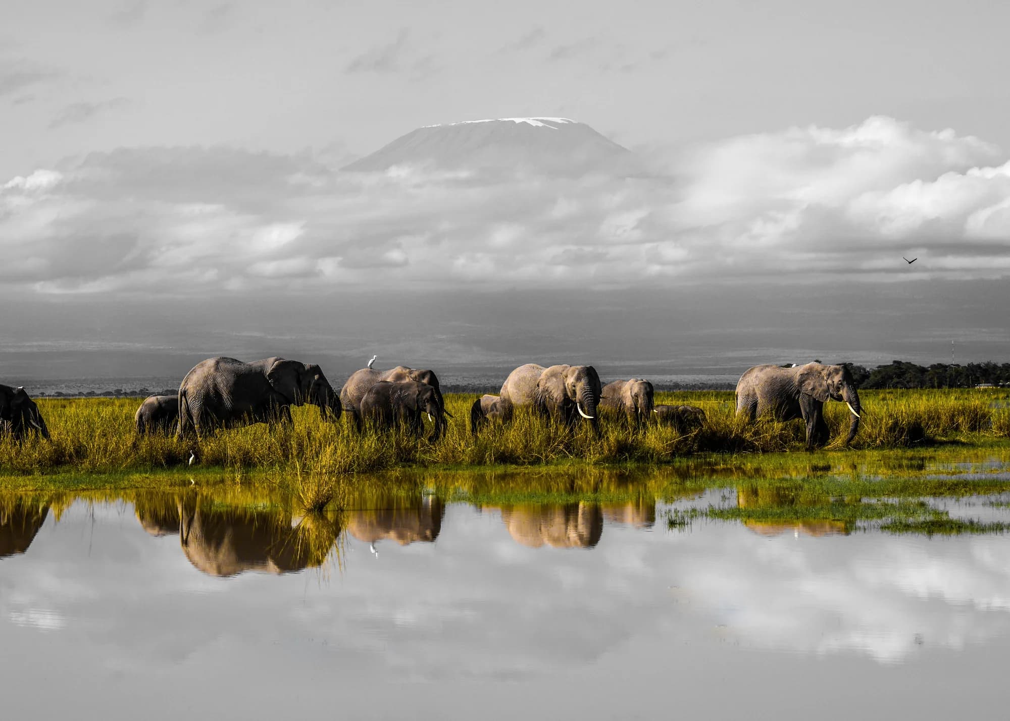 Herd Of Elephants 2