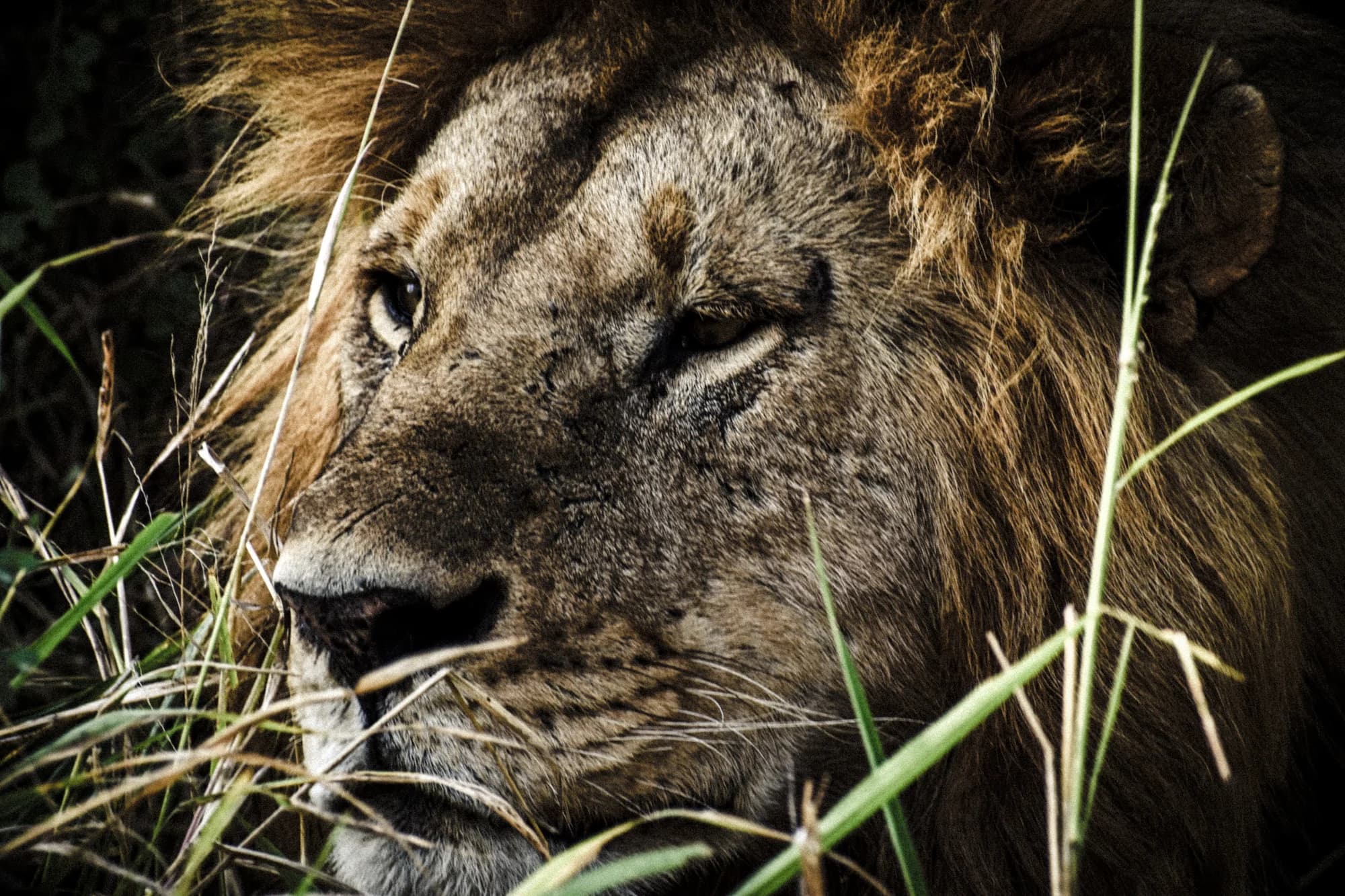 Lion