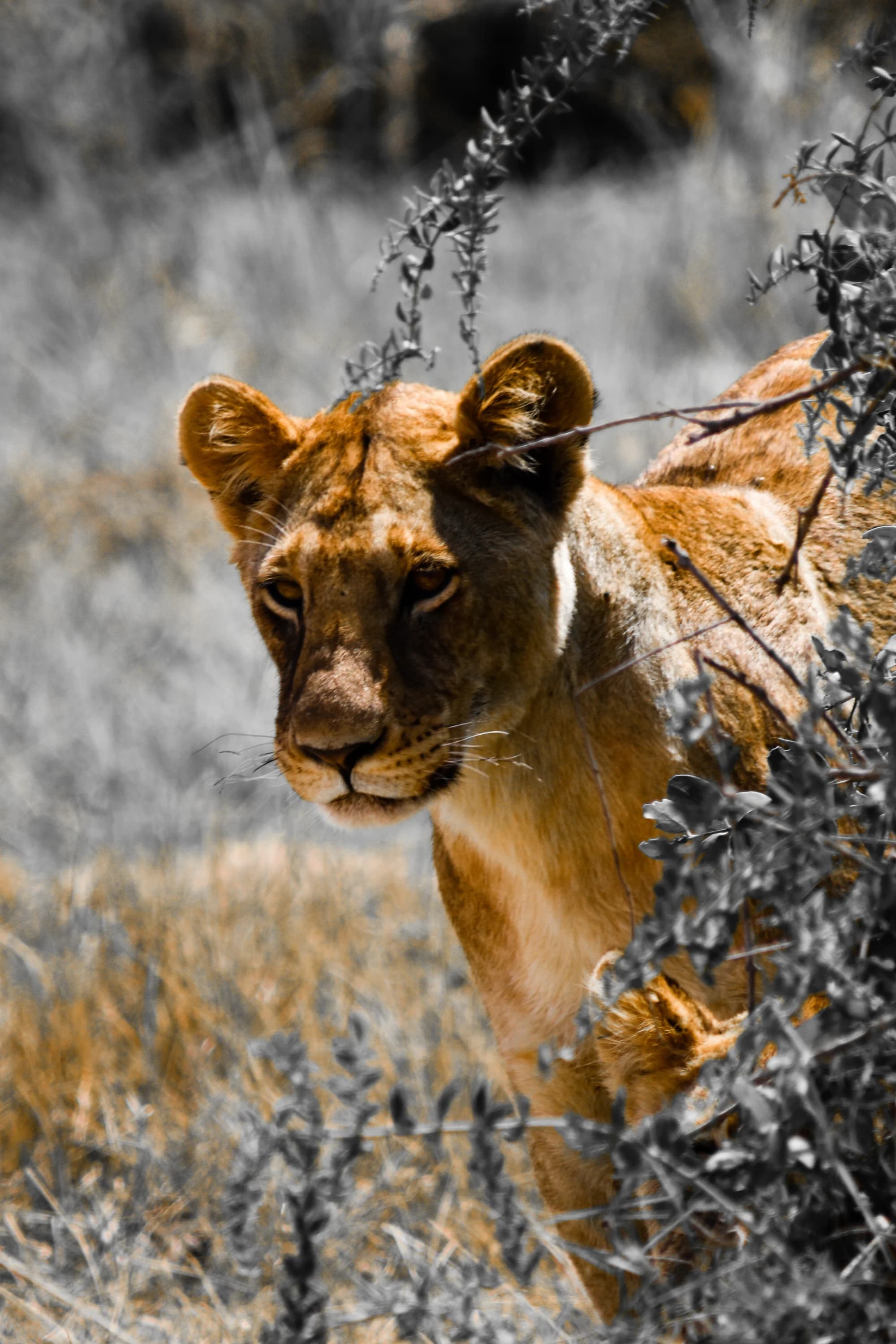 Lionness